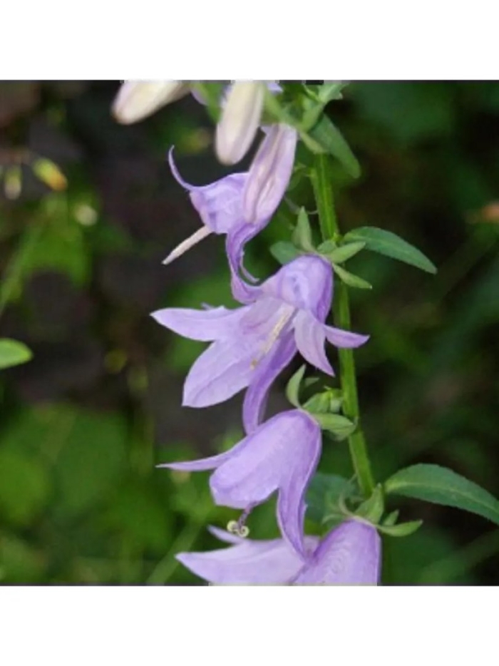 Колокольчик рапунцелевидный campanula