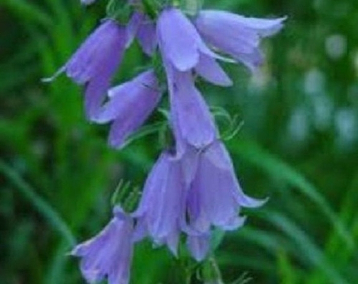 Колокольчик широколистный красная книга россии