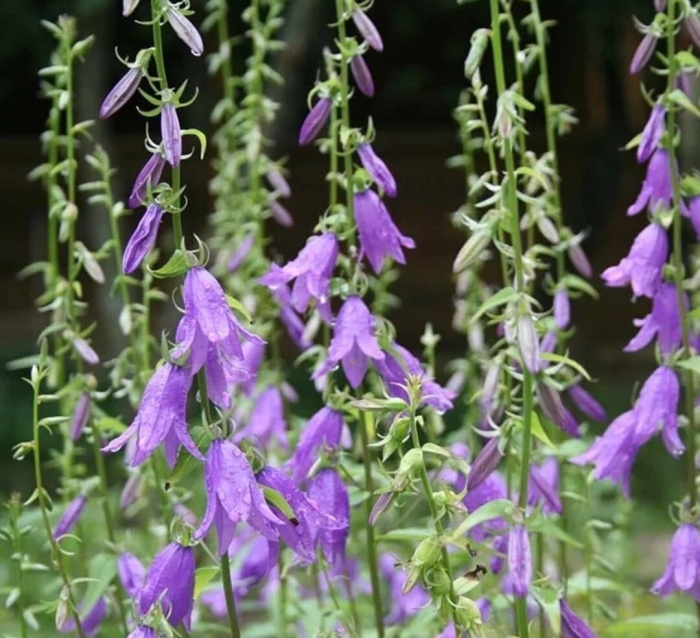 Колокольчик рапунцелевидный кэмпбелл блю синий