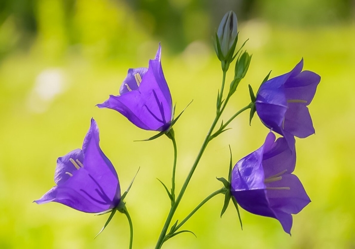 Колокольчик полевой цветок