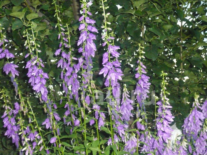 Колокольчики садовые многолетние