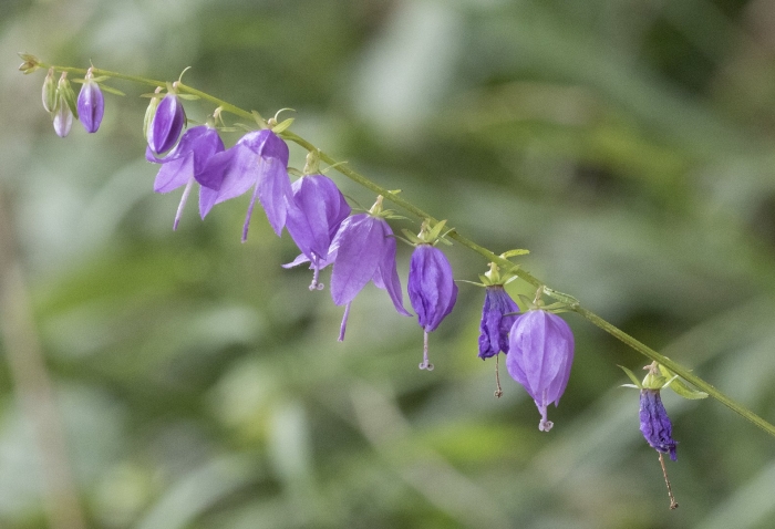 Колокольчик сибирский