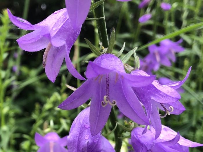 Колокольчик campanula viking