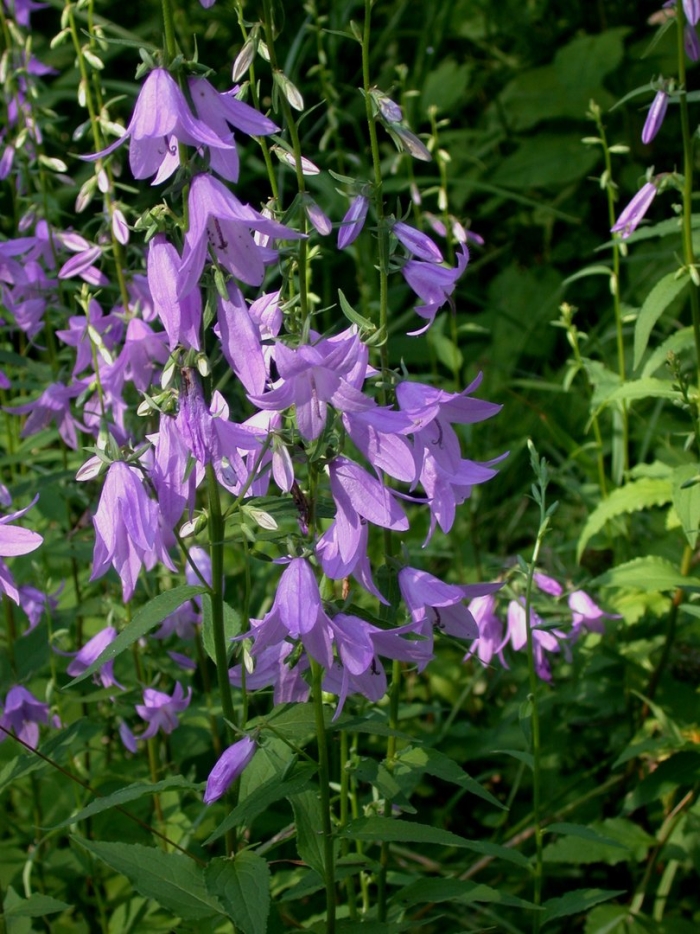 Campanula rapunculoides
