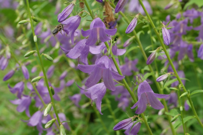 Campanula rapunculoides
