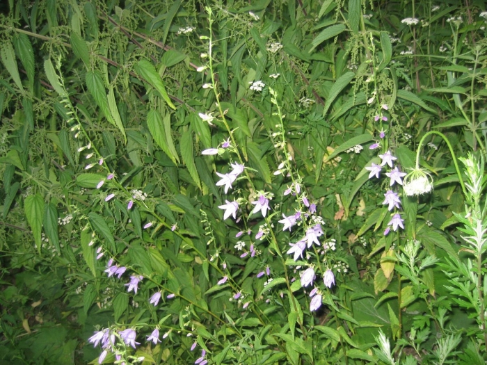 Колокольчик рапунцелевидный кэмпбелл