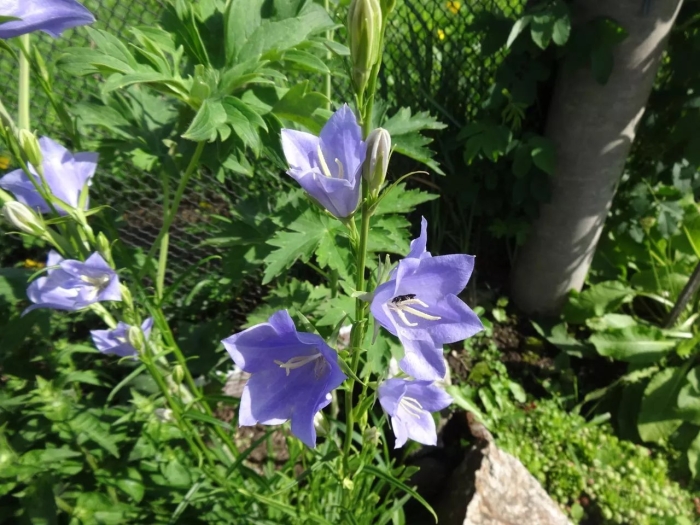 Колокольчик раскидистый