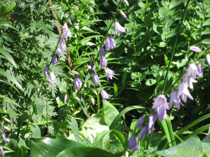 Колокольчик рапунцелевидный campanula