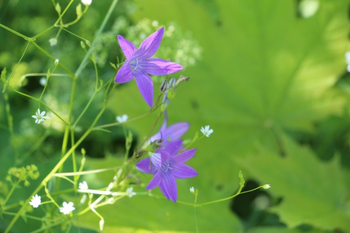 Колокольчик луговой