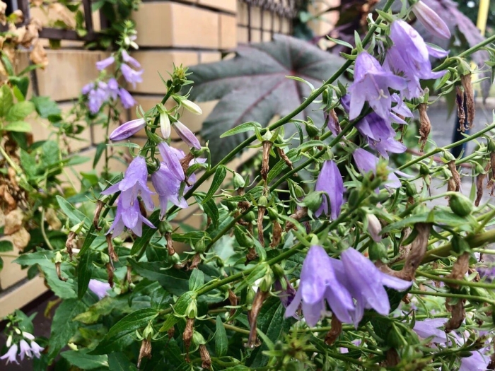 Колокольчик широколистный