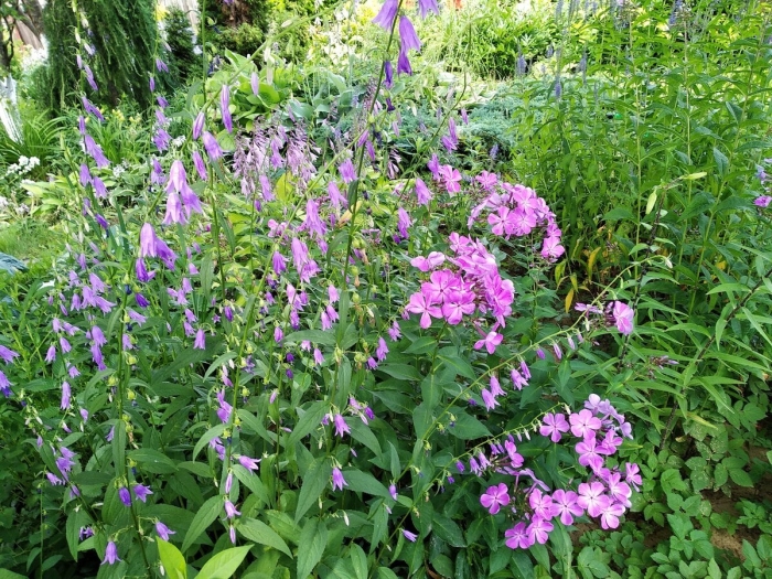 Колокольчики в саду