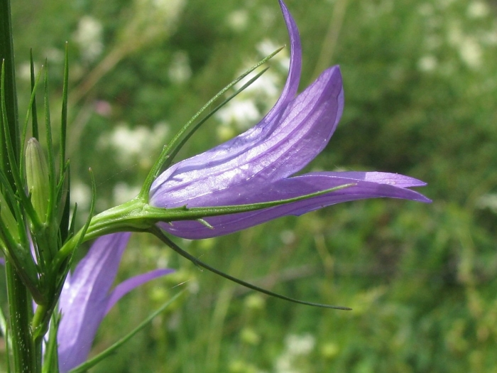Колокольчик болонский campanula bononiensis