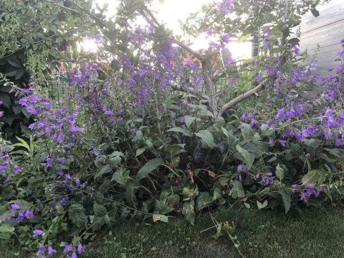 Колокольчик рапунцелевидный многолетник