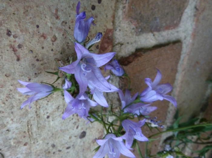 Campanula rapunculus