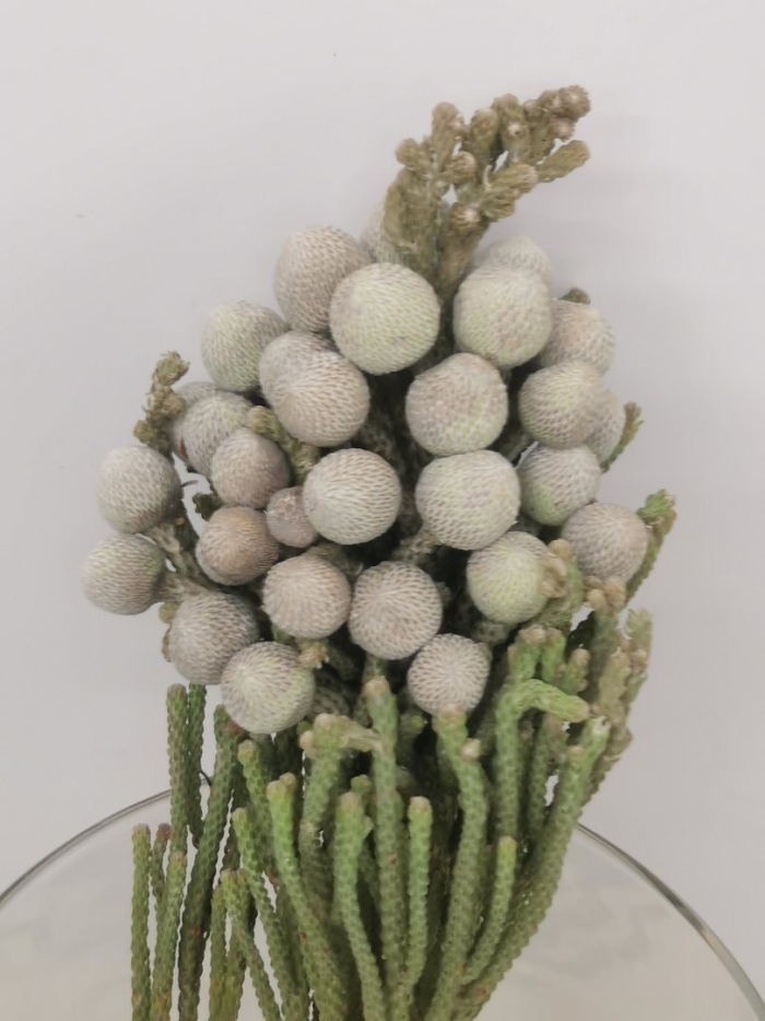 Бруния платистар