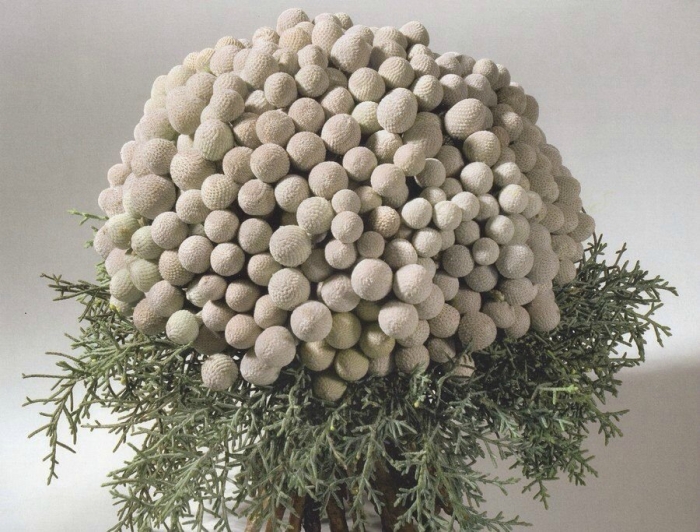 Бруния альбифлора