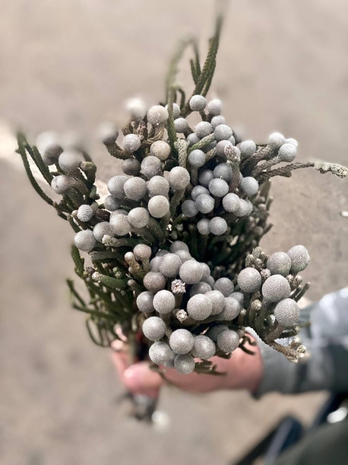 Капс бруния сильвер