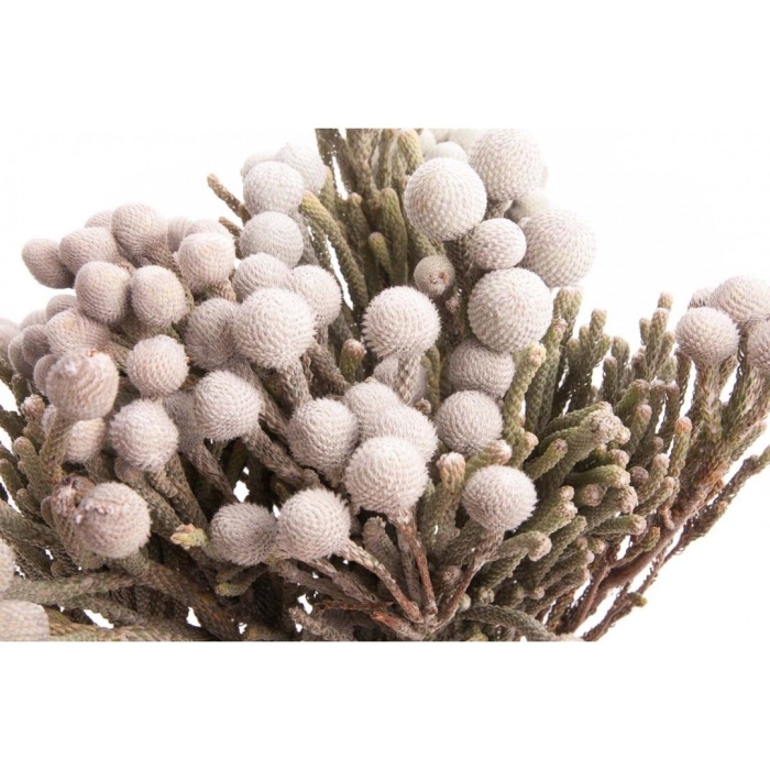 Капс бруния сильвер