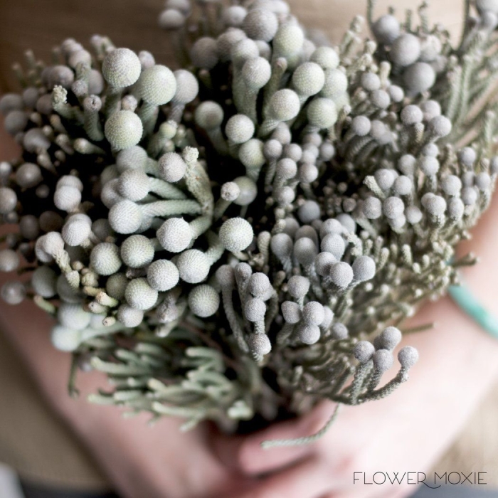 Капс бруния сильвер