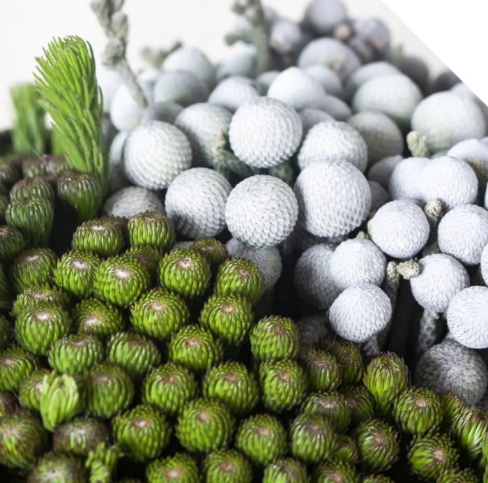 Капс бруния сильвер