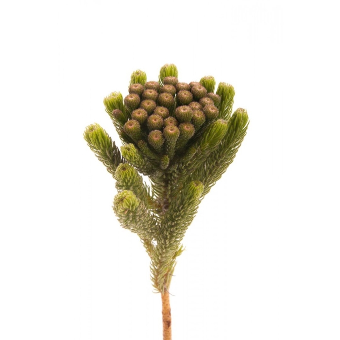 Бруния альбифлора