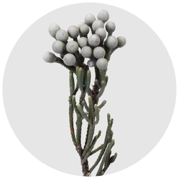 Бруния сильвер