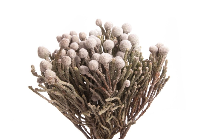 Капс бруния сильвер