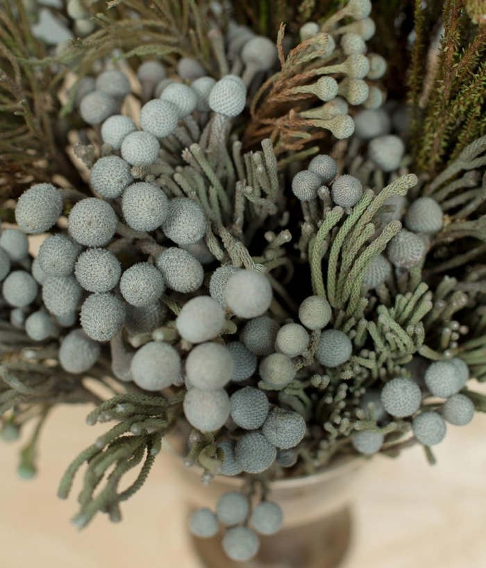 Капс бруния