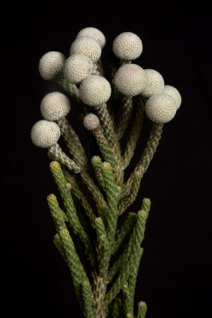 Бруния растение