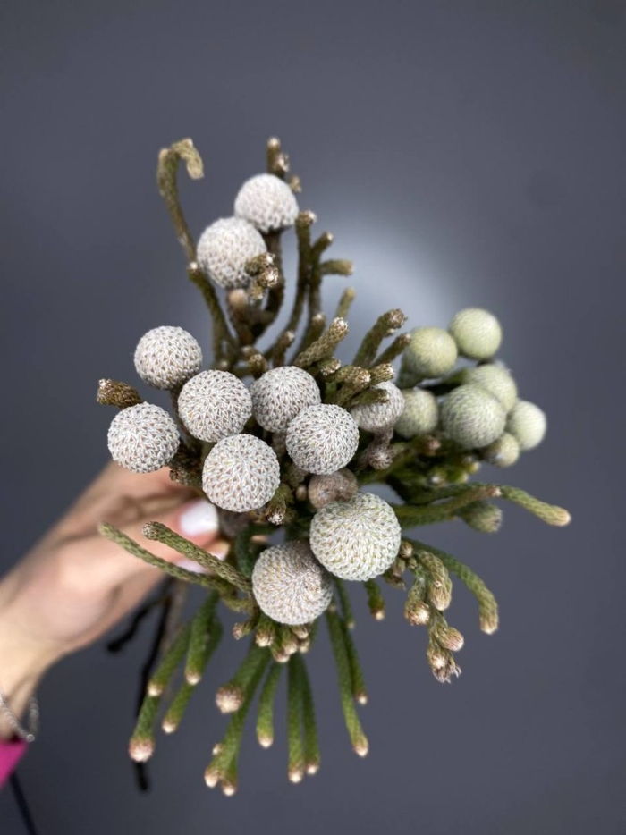 Капс бруния сильвер