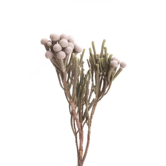 Капс бруния сильвер