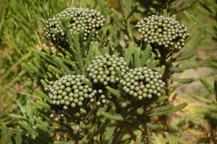 Бруния albiflora