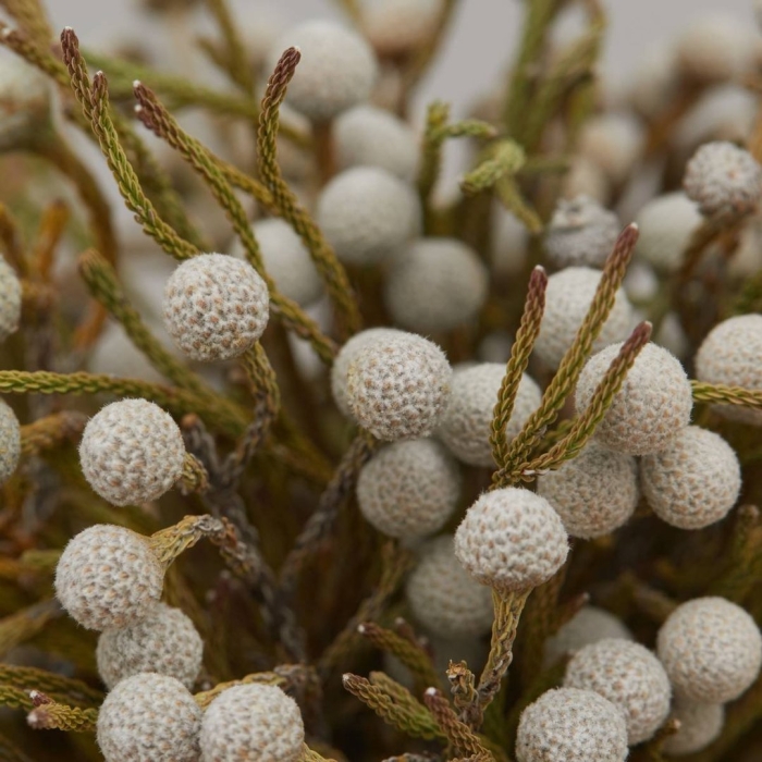 Бруния левис