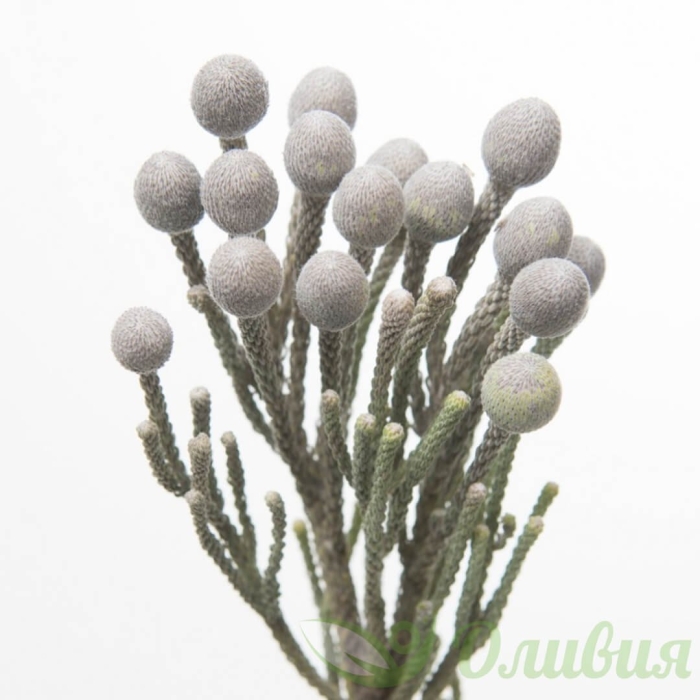 Бруния сильвер