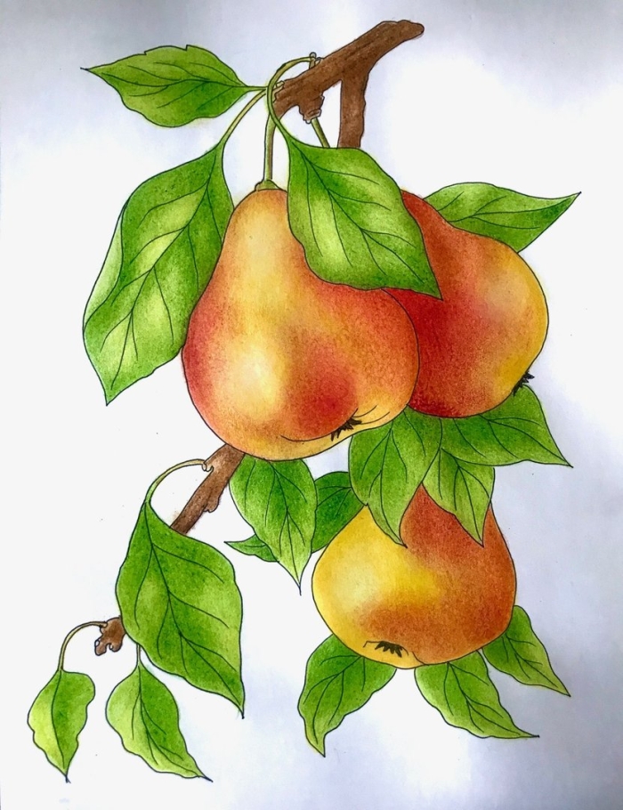 Рисунки груши