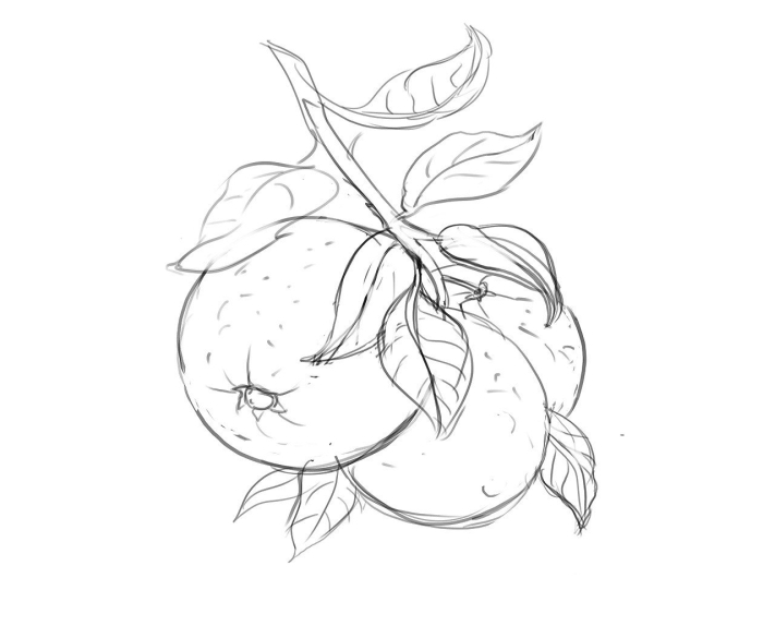 Фрукты для срисовки карандашом