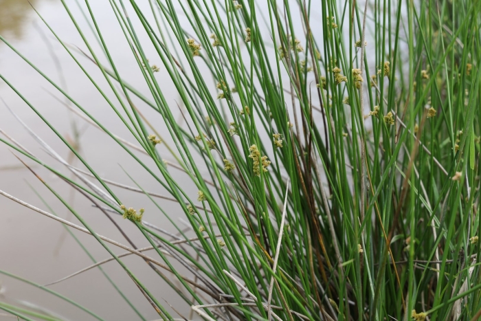 Juncus effusus