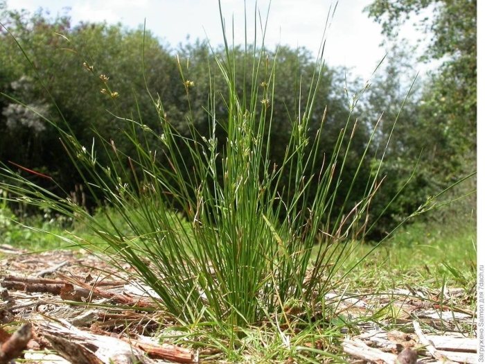 Juncus filiformis