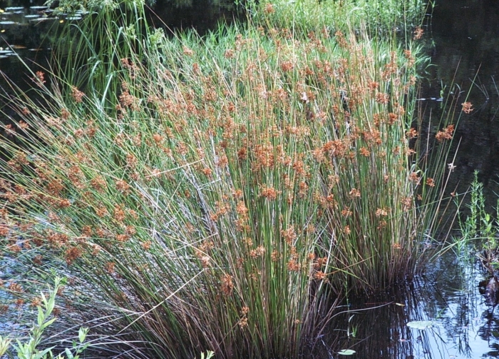 Схеноплектус озерный