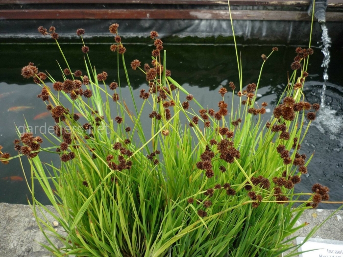 Juncus ensifolius