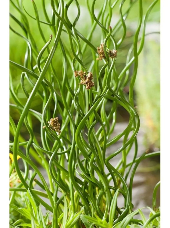 Джункус ситник