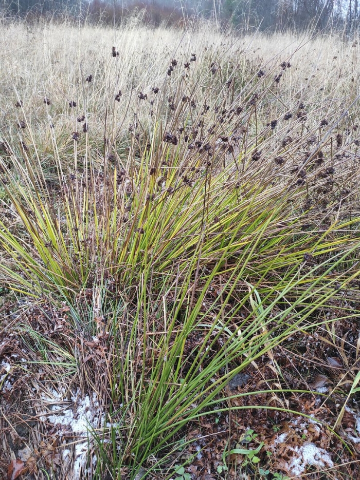 Ситник скученный juncus conglomeratus