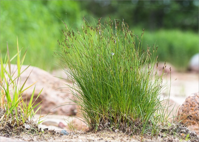 Ситник сплюснутый juncus compressus