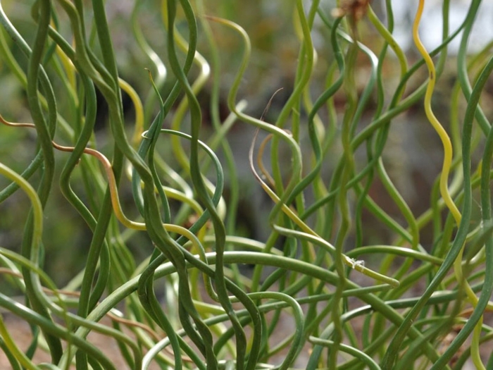 Juncus effusus spiralis