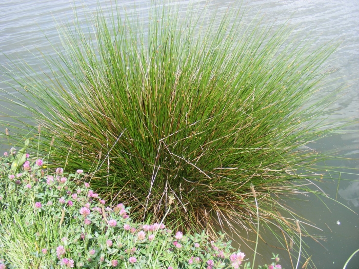 Juncus inflexus