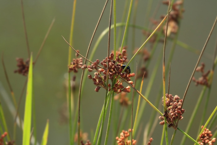 Ситник мечелистный (juncus ensifolius)