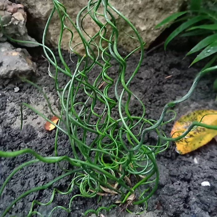 Ситник спиралис