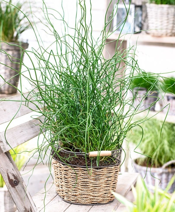 Джункус ситник