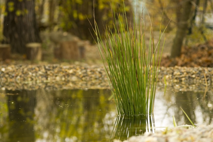 Juncus compressus