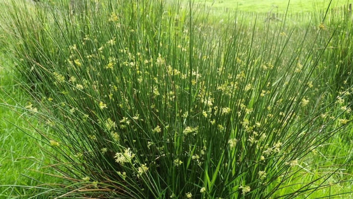 Ситник развесистый juncus effusus